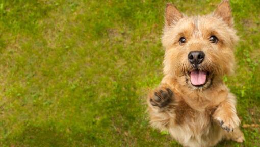 Norwich store terrier terrier